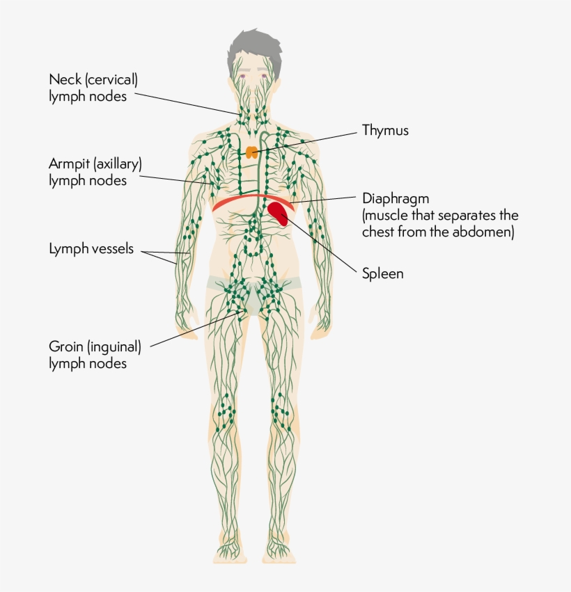 Lymphatic Lymphoma Action The Lymphatic System Free - Free Transparent ...