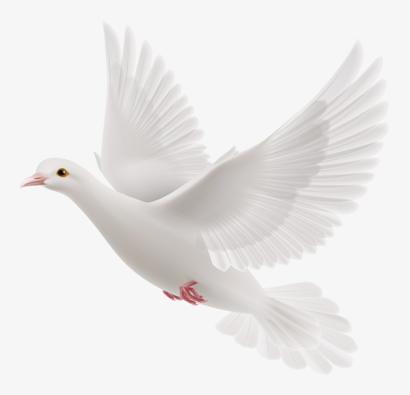 holy spirit dove png