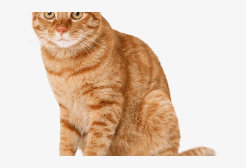 Tabby Cat Clipart Ginger Cat Orange Cat Free Transparent Png Download Pngkey