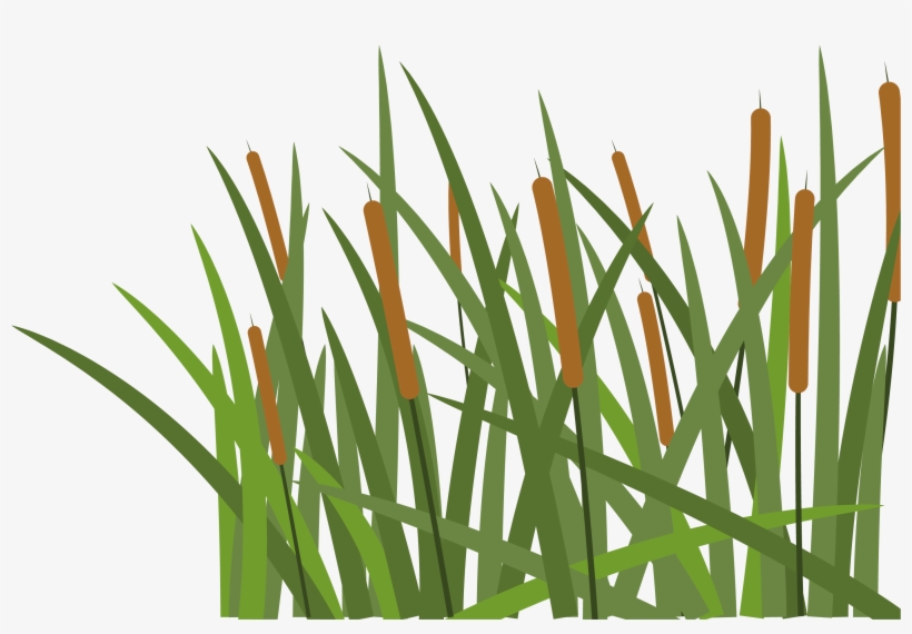 Hoochie's Denton - Grass - Free Transparent PNG Download - PNGkey