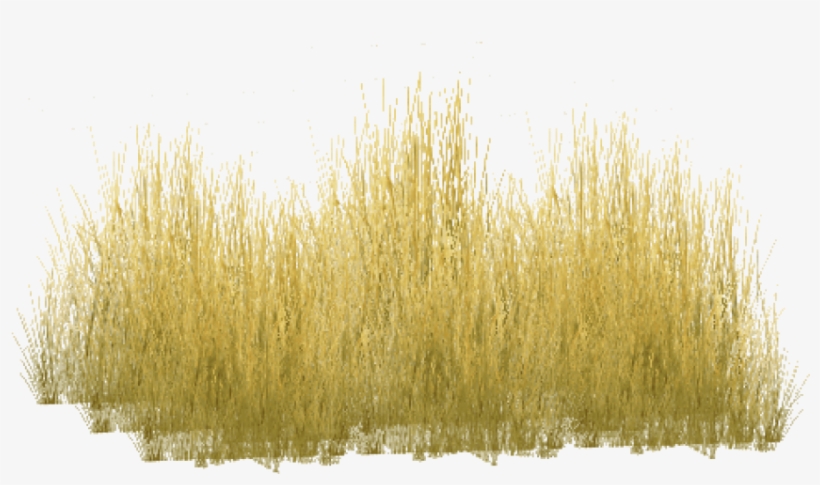 Free Png Download Yellow Grass Png Images Background - Freshwater Marsh ...