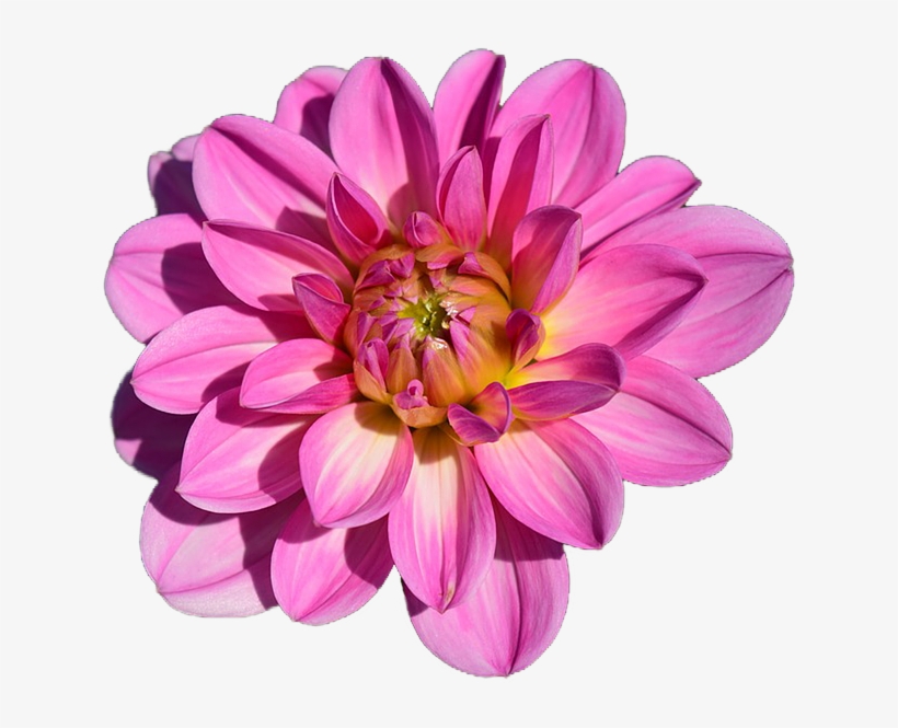 Dahlia Flower Png Wednesday Good Morning Full Hd Free