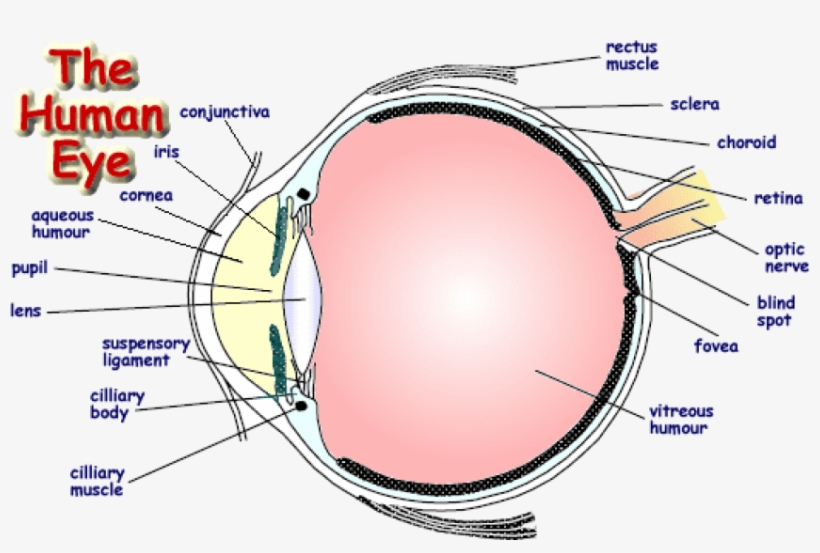 Download Png - Labelled Diagram Of Human Eye - Free Transparent PNG ...