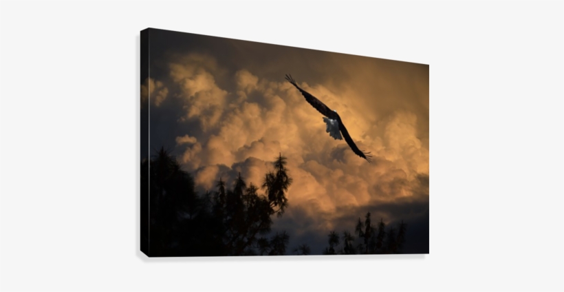 Eagle Flying Into The Storm Canvas Print - Eagle Flying High Above ...