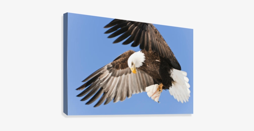 Bald Eagle In Flight With Talons Holding Fish Bait - Poster: Design ...