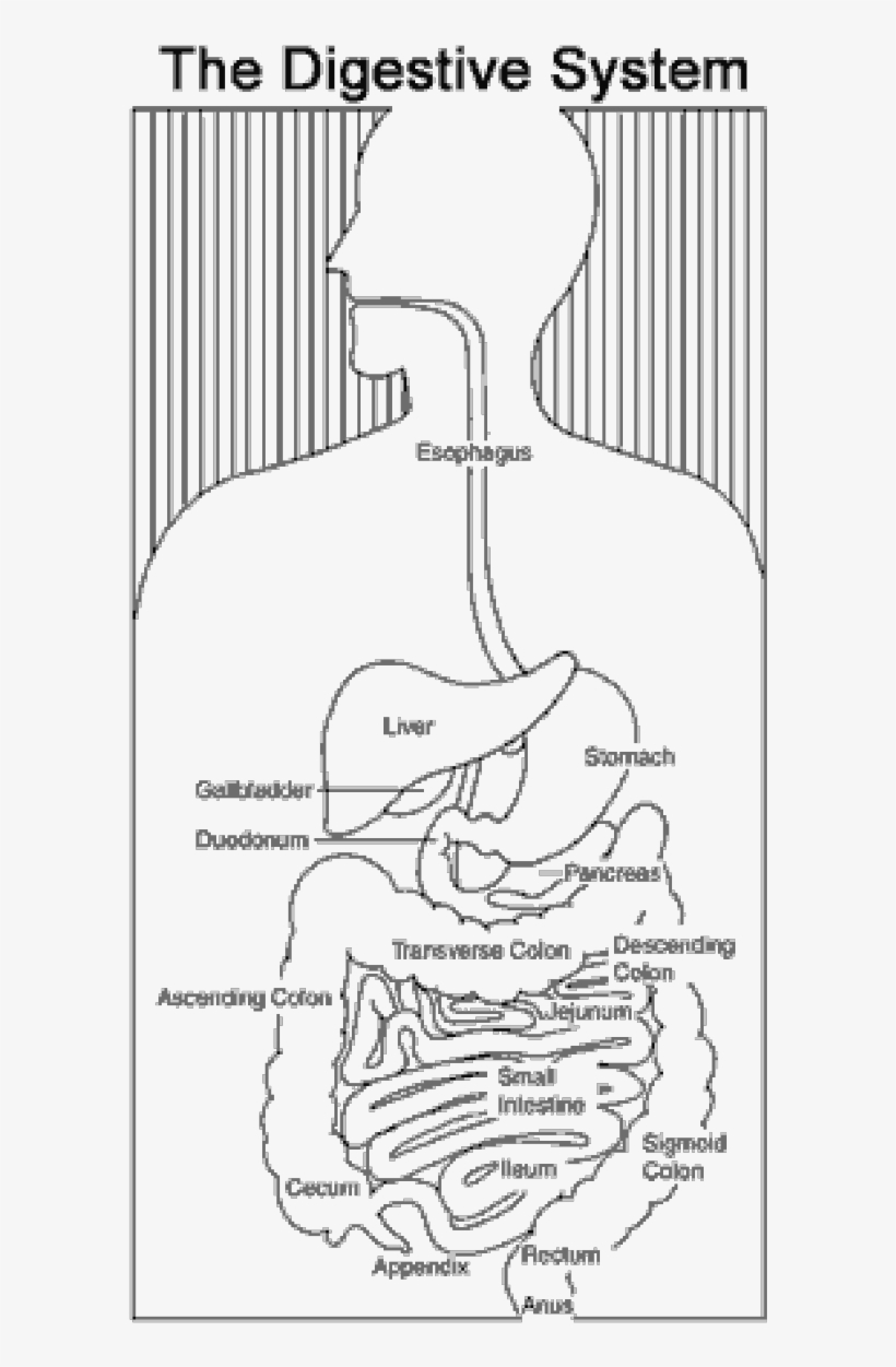 digestive system diagram class 7|human digestive system class 7 diagram -  YouTube