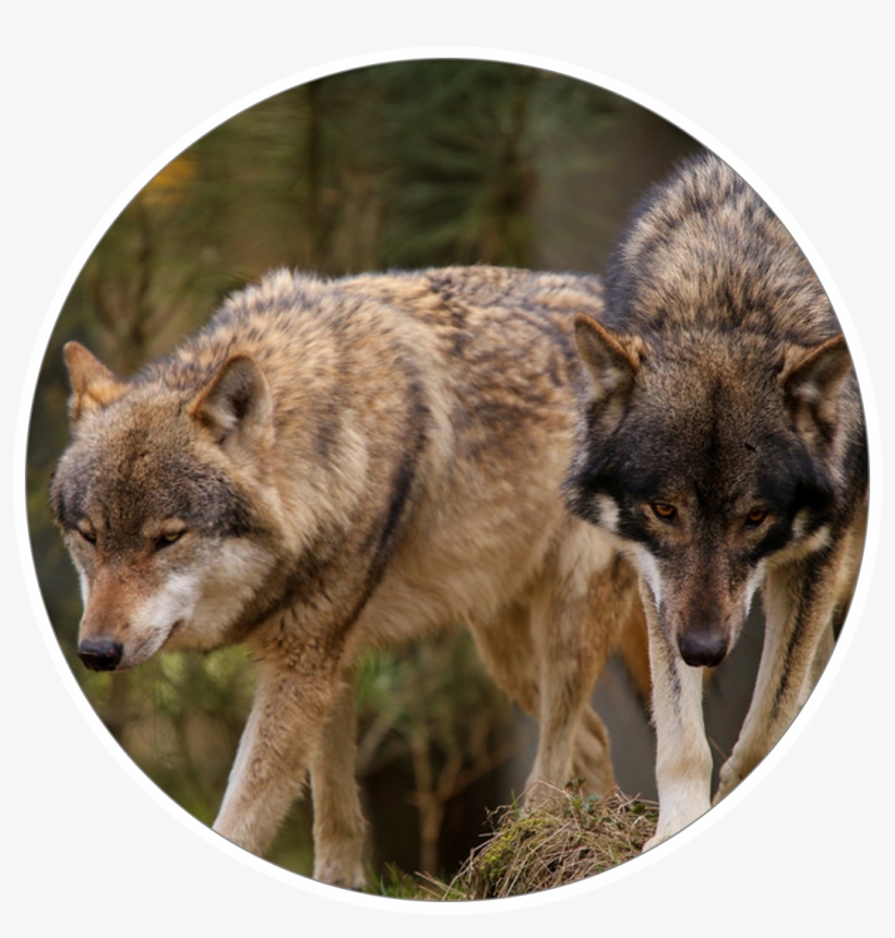 Mountain Wolves - Wolfdog, transparent png #7854094