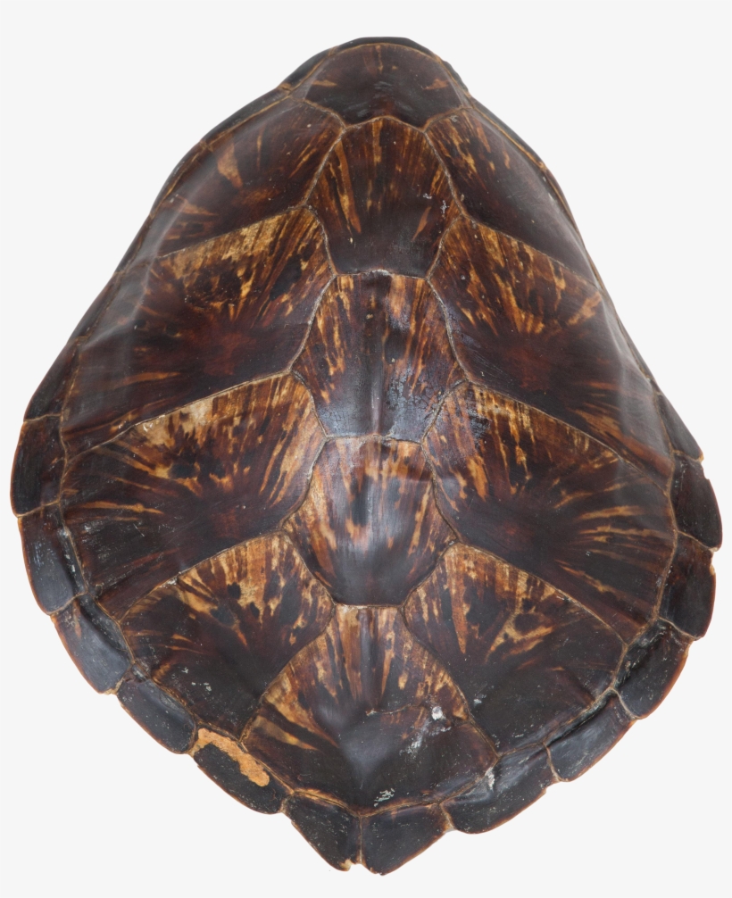 Turtle Shell Png - Painted Turtle - Free Transparent PNG Download - PNGkey