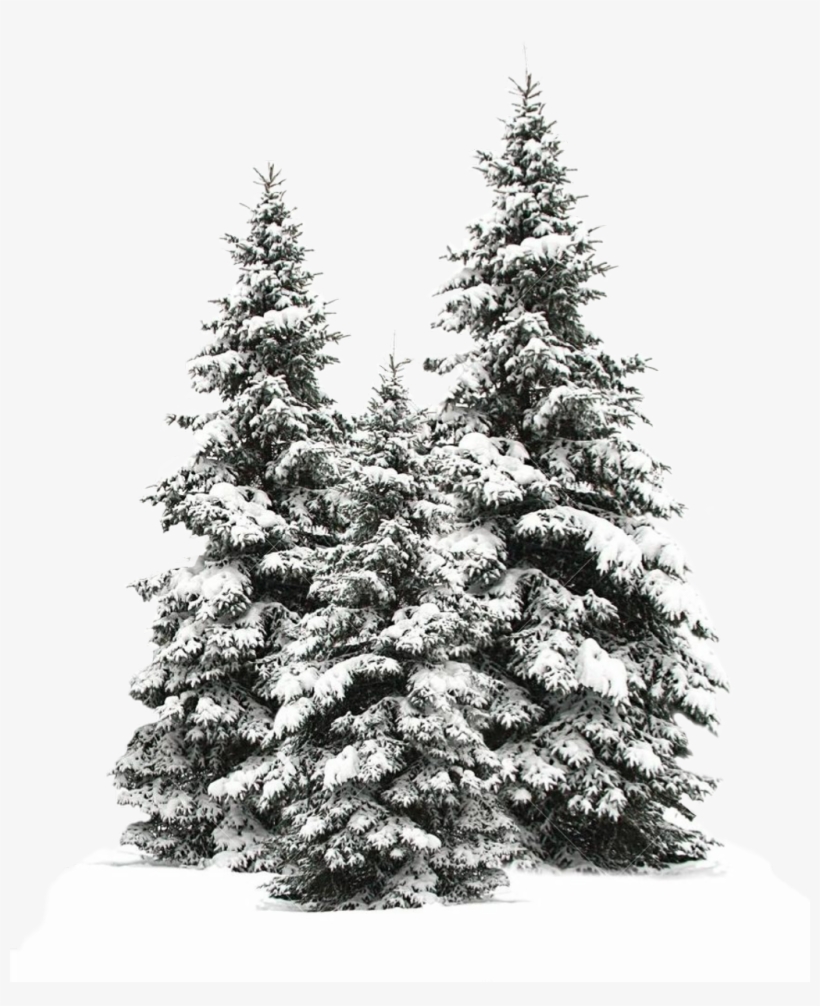 Tree Trees Christmas Christmastree Snow Winter Wintertr - Snowy Pine ...