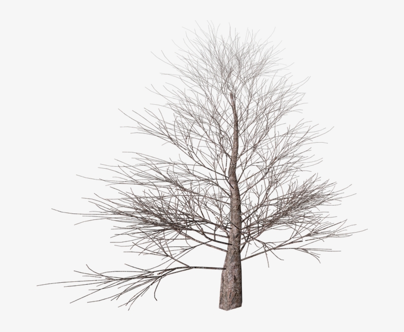 Tree, Png, Isolated, Autumn, Digital Art, Nature - Winter Tree Transparent Background, transparent png #798535
