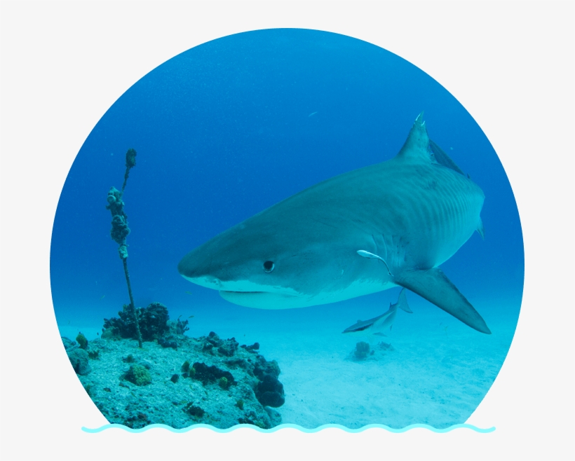 The Tiger Shark Is One Of The Largest Sharks In The - Tiger Shark, transparent png #7979433