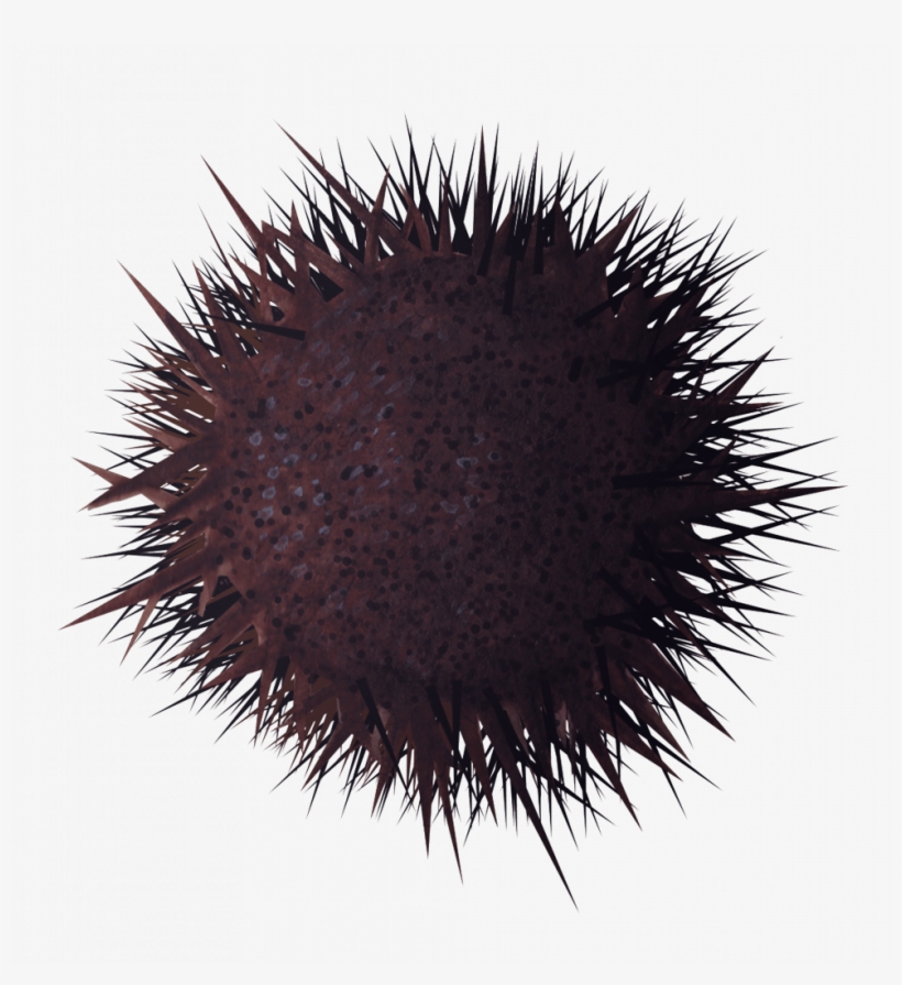 Stony Sea Urchin Sea Urchin Free Transparent Png Download Pngkey