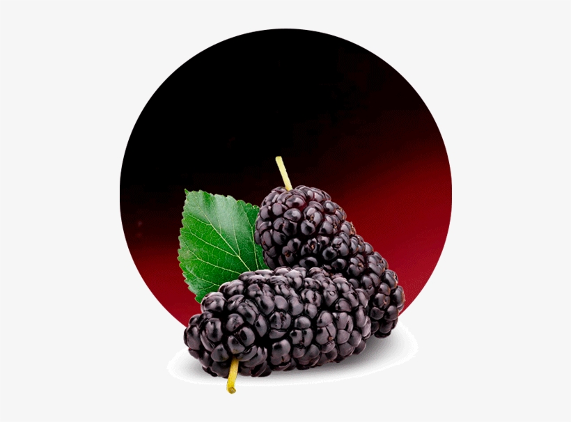 Cranberry Concentrate - Mulberry Png - Free Transparent PNG