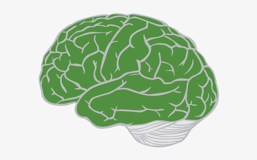 Brain-lobes - Cauliflower - Free Transparent PNG Download - PNGkey