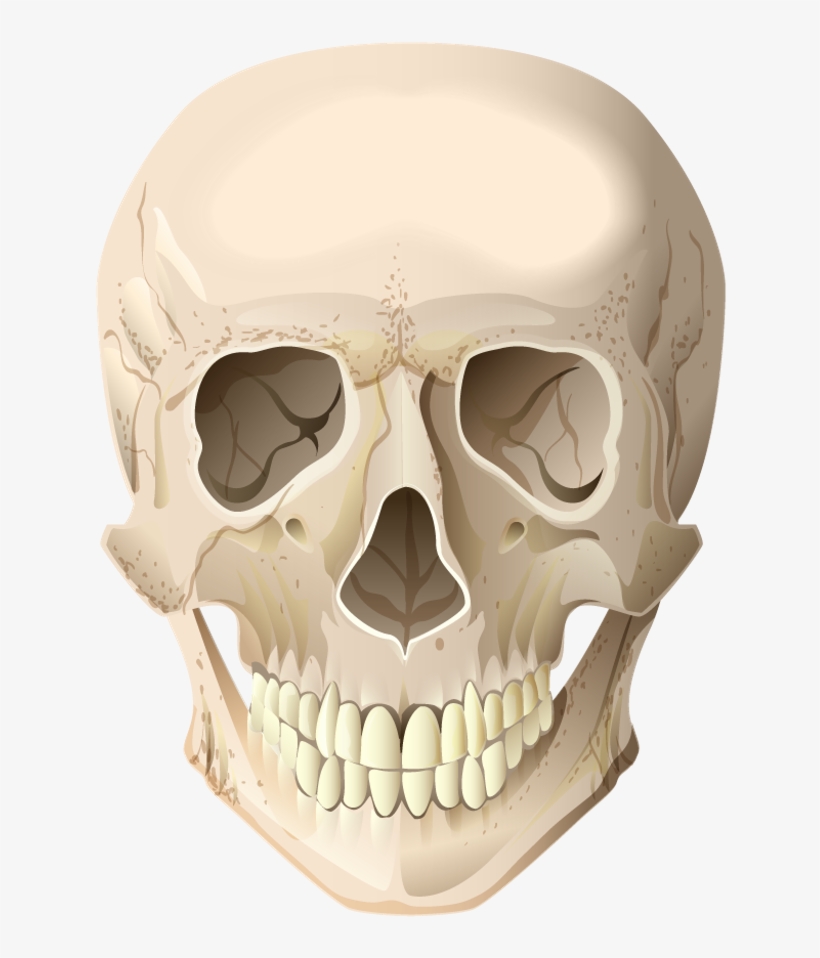 Skull Sticker - Crânio Png - Free Transparent PNG Download - PNGkey