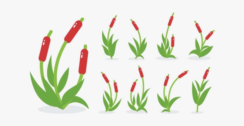 Cattails Png Tanaman Cabe Vector Free Transparent Png Download