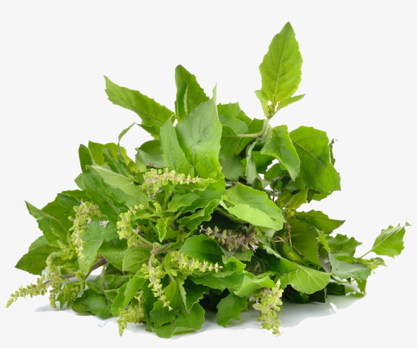 Holy Basil Photo Background Fish Mint Free Transparent PNG