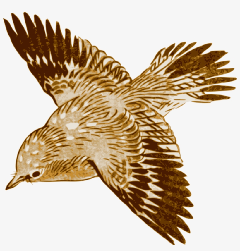 Free Png Download Flying Brown Birds Png Images Background - Brown Bird  Flying Clipart - Free Transparent PNG Download - PNGkey