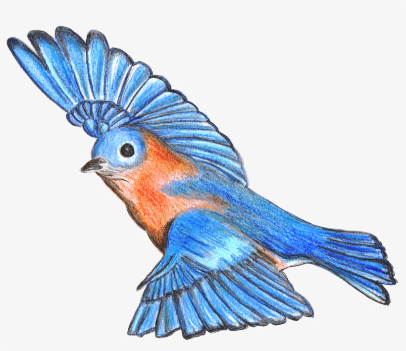 Bluebird Drawing - Macaw, transparent png #8460767