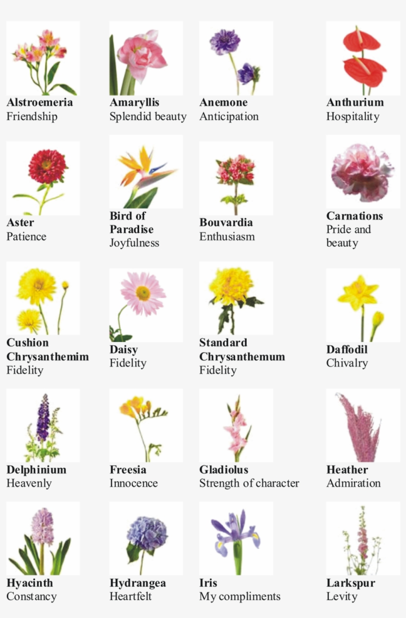 Types Of Flowers - 10 Flowers With Name - Free Transparent PNG ...