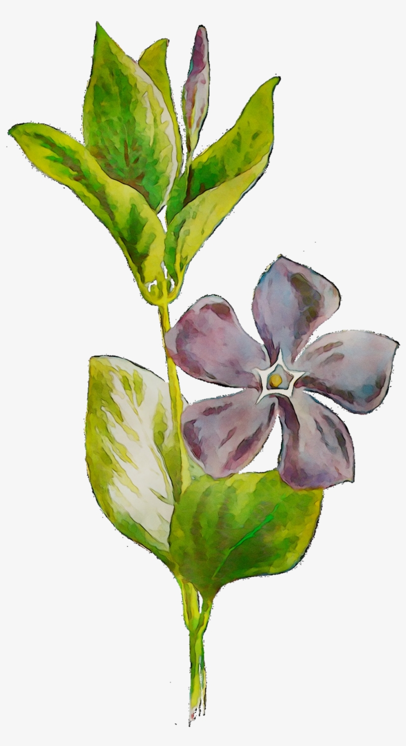 plants-flowering-leaf-plant-stem-free-hd-image-clipart-periwinkle