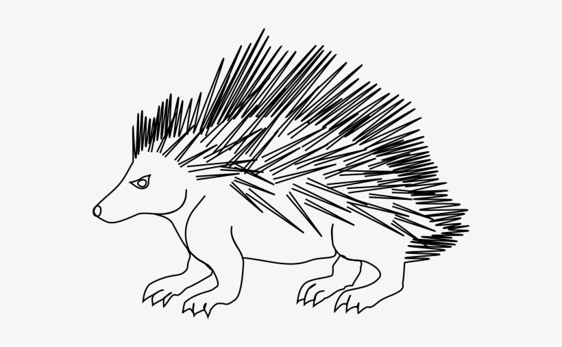 Porcupine Sketsa Gambar Landak  Free Transparent Png