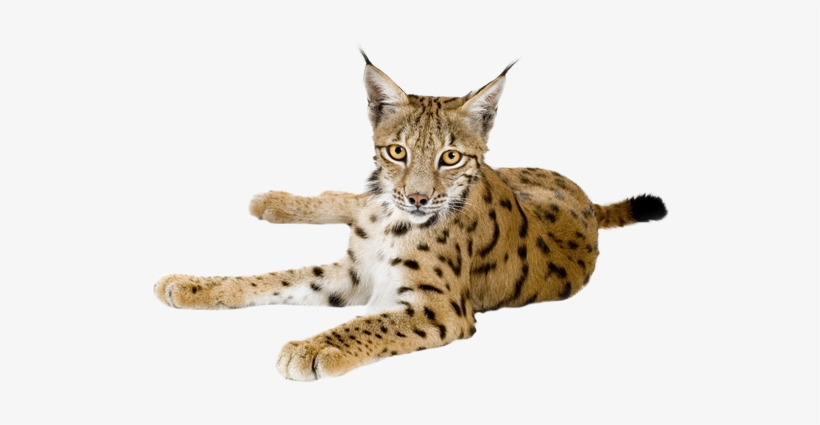 Lynx Png - Free Transparent PNG Download - PNGkey