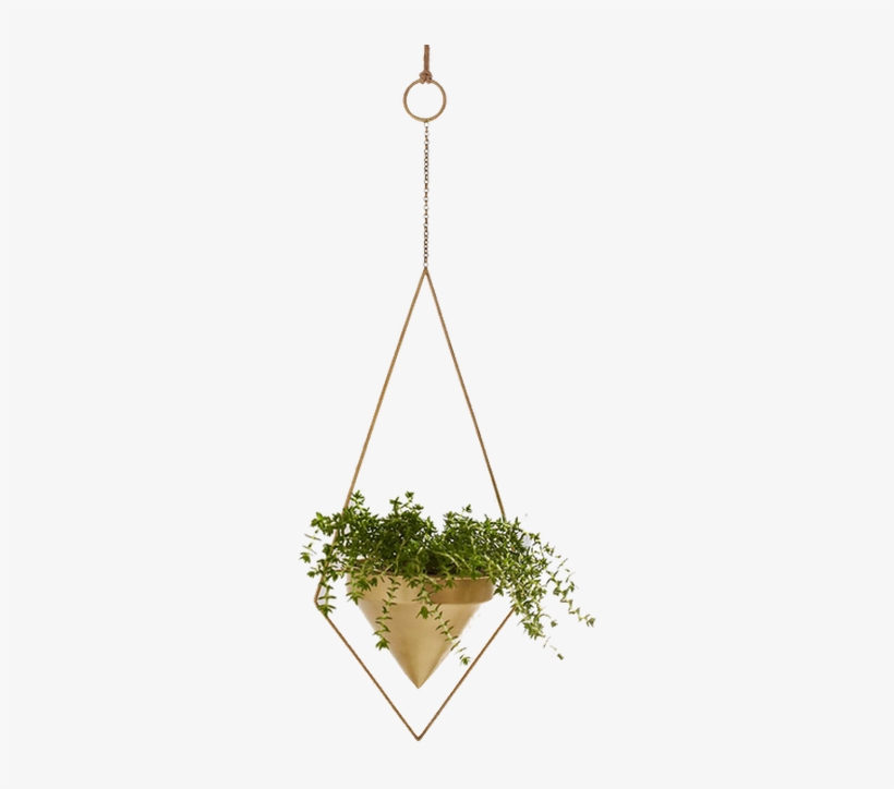 Hanging Indoor Plants - Free Transparent PNG Download - PNGkey