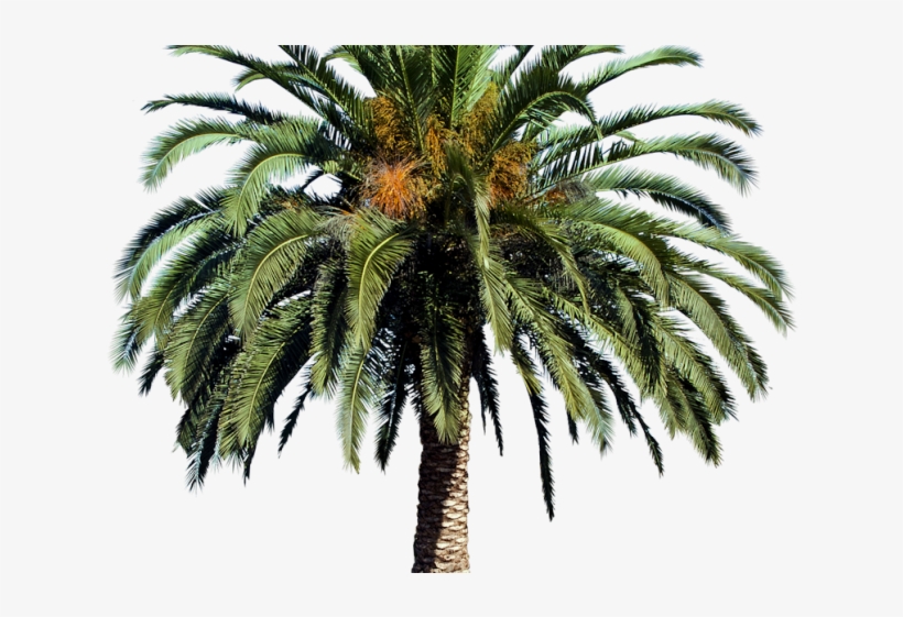 Date Palm Clipart Tropical Tree - Date Palm Tree Png, transparent png #890344