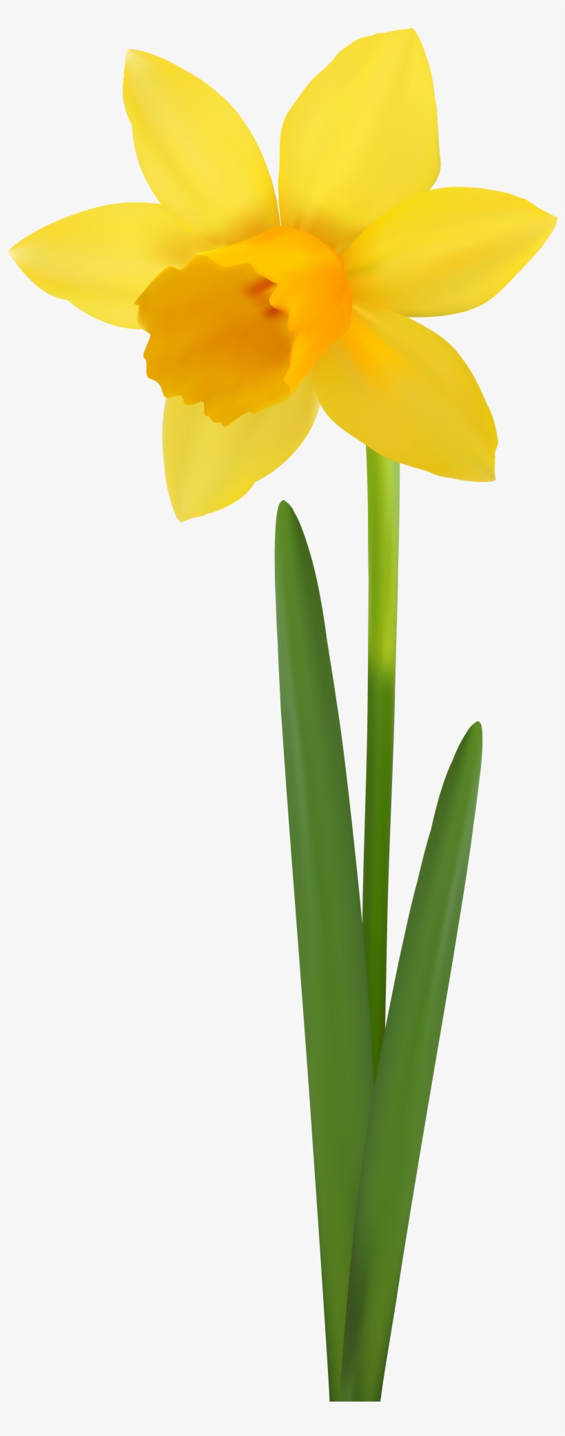 Daffodil Flower Transparent Image - Narcissus - Free Transparent PNG ...