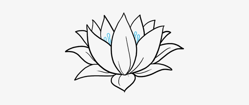 Lotus Flower Drawing Image  Drawing Skill