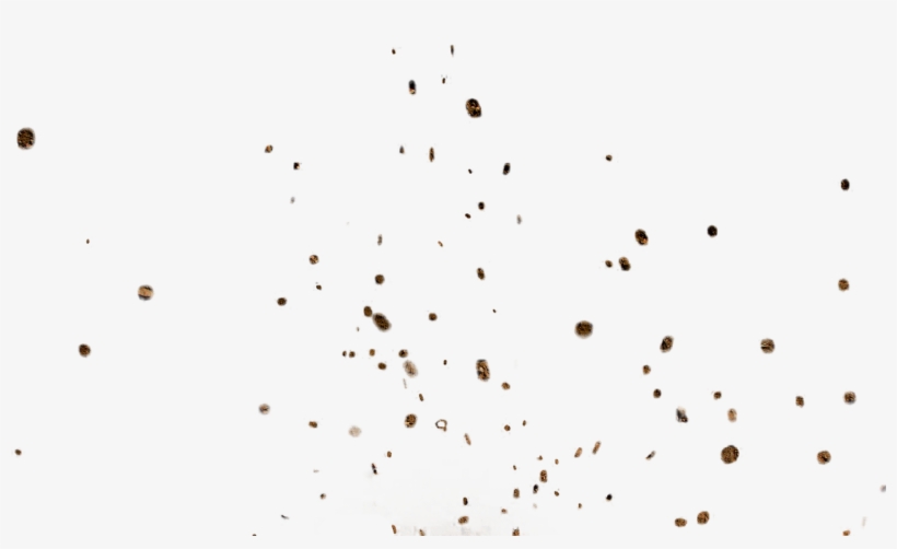 dust particles png picture transparent download image resolution free transparent png download pngkey dust particles png picture transparent