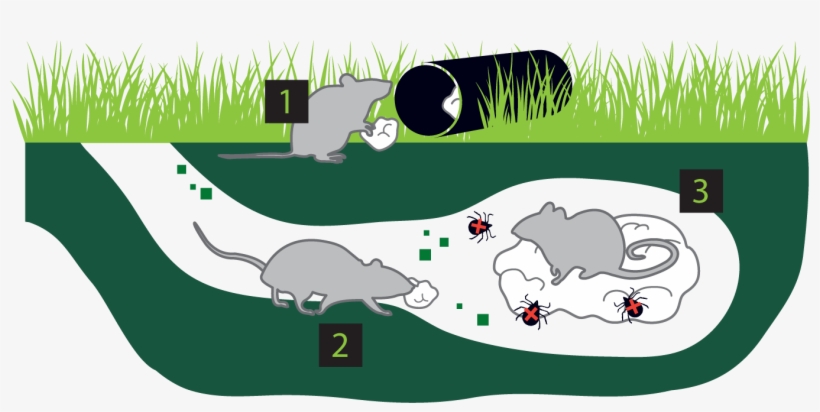 Ticks Feeding On The Mice Die - Illustration, transparent png #900292
