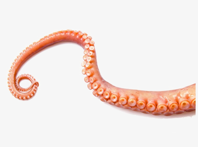 Octopus Tentacles Png Transparent Image - Octopus Tentacle ...