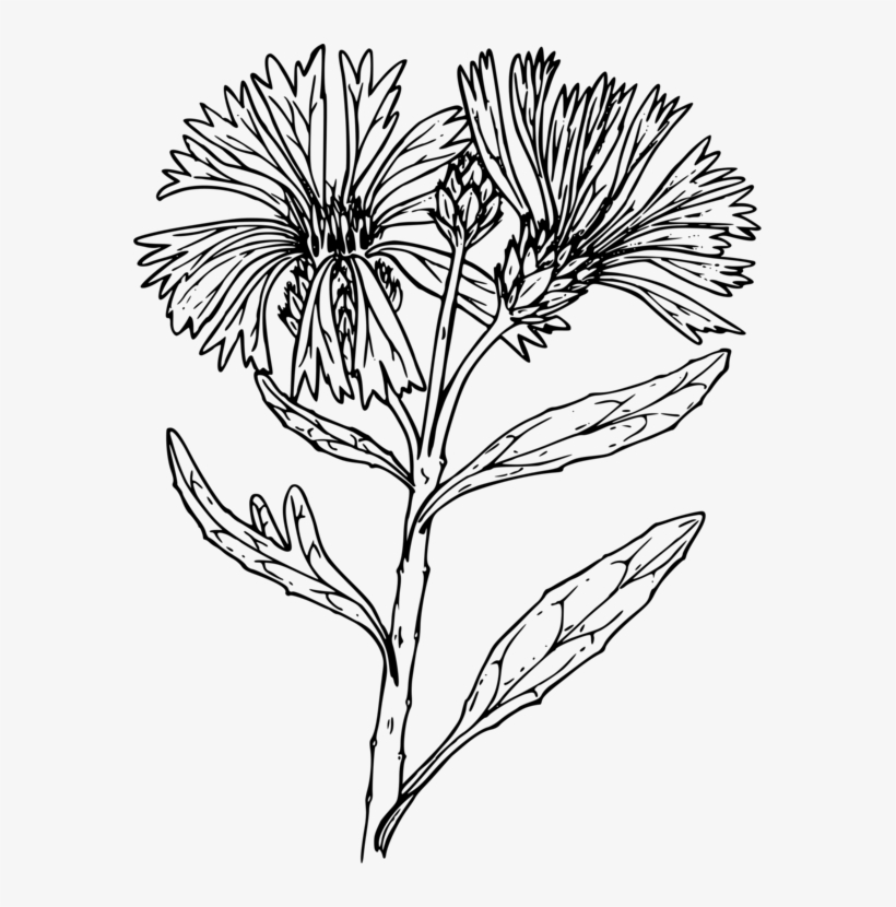 Black And White Line Art Floral Design Drawing Flower - Wildflower Line