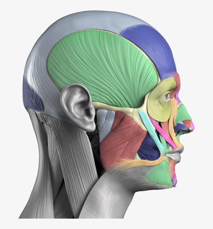 Human Anatomy Reference Images And Interactive - Illustration - Free ...