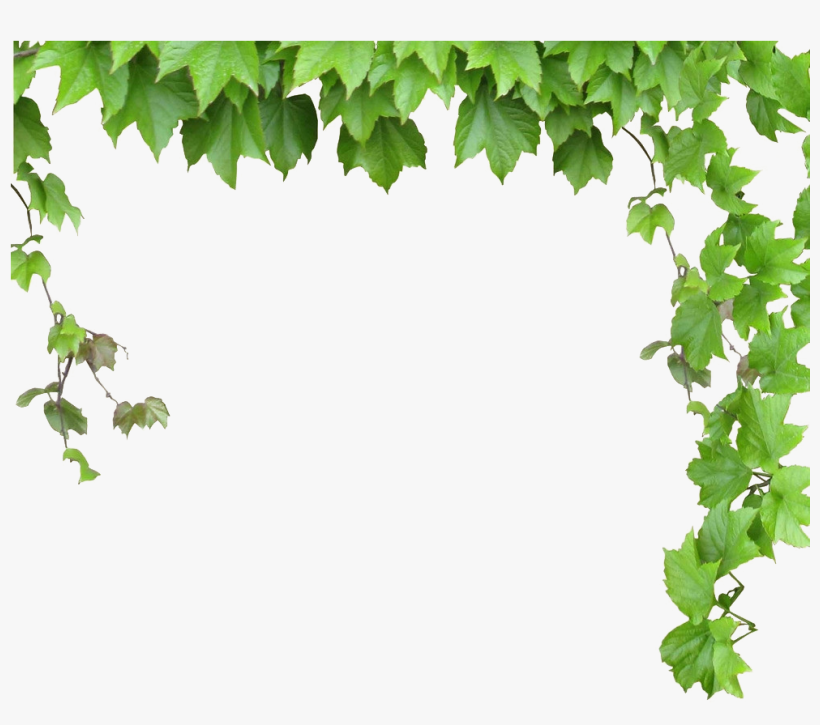 Leaves And Vines Png - Free Transparent PNG Download - PNGkey