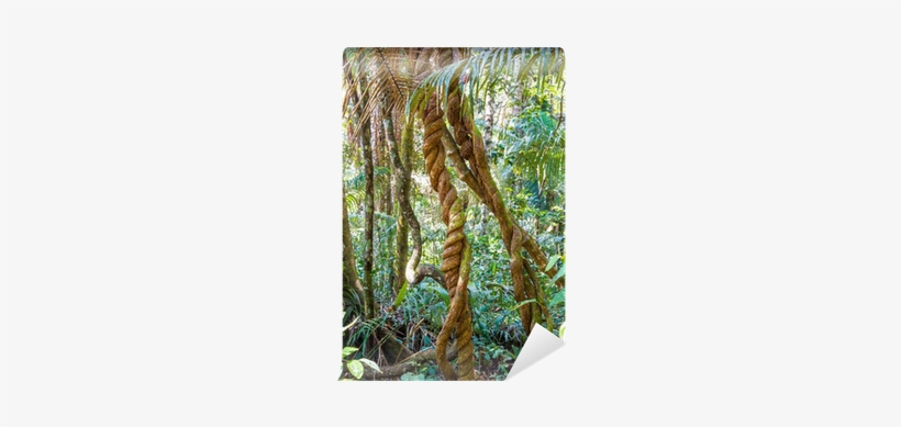 Rurrenabaque - Free Transparent PNG Download - PNGkey