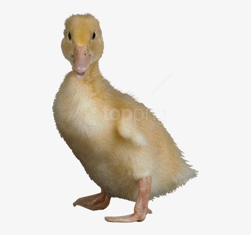 Ugly Duck PNG Images, Ugly Duck Clipart Free Download