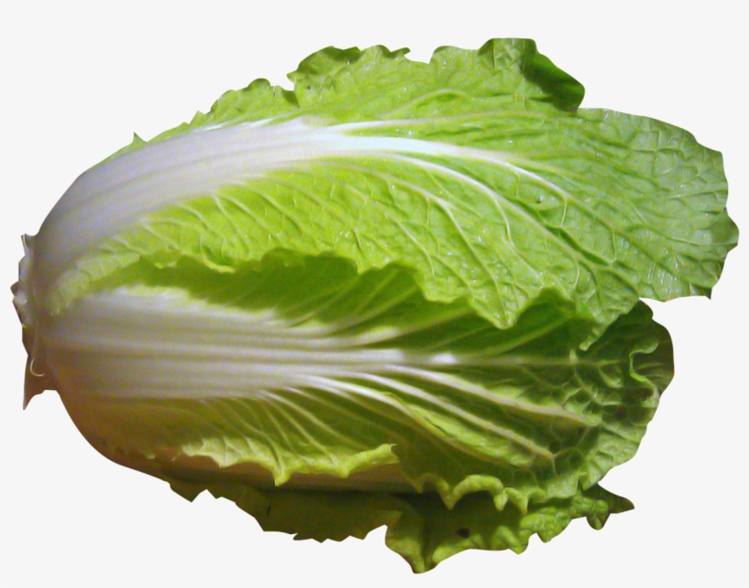 Cabbage Plant Png - Napa Cabbage Clip Art, transparent png #942548