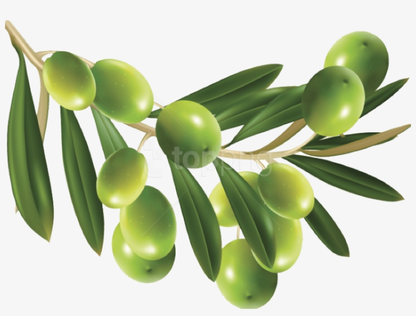 Free Png Download Olive Png Images Background Png Images - Olives ...