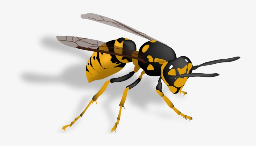 Pest Control Stinging Insects Yellowjackets And Wasps - Yellow Jackets Wasp, transparent png #962495