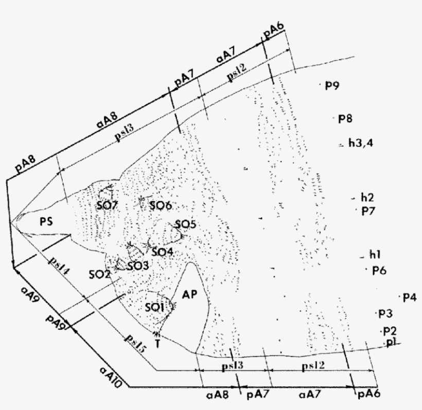 Camera Lucida Drawing Of The Caudal Segments Of A Canton-s - Drawing, transparent png #966303
