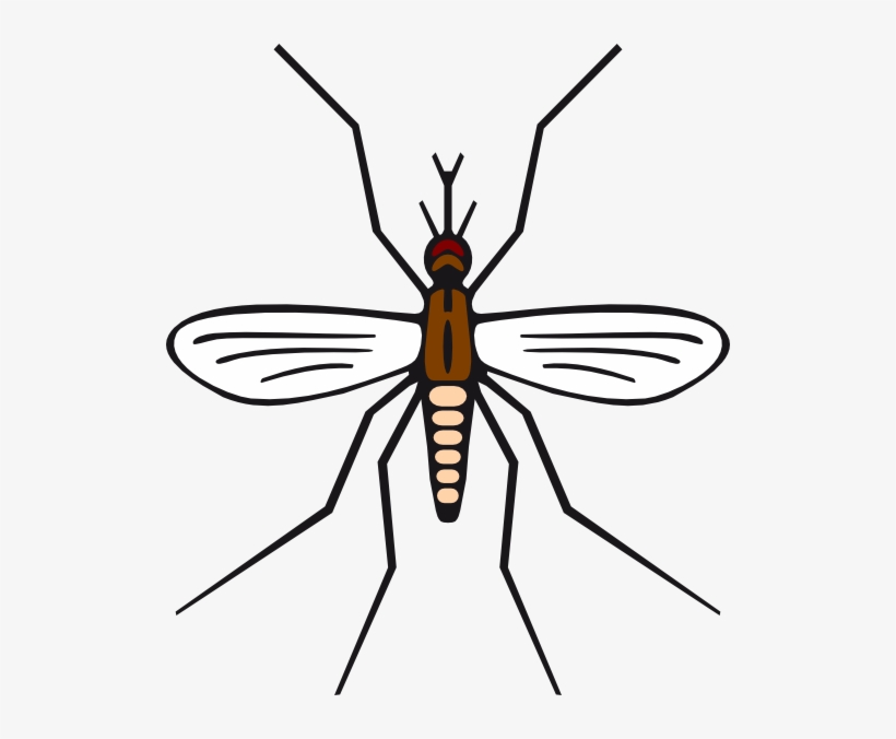 How to draw mosquito / LetsDrawIt
