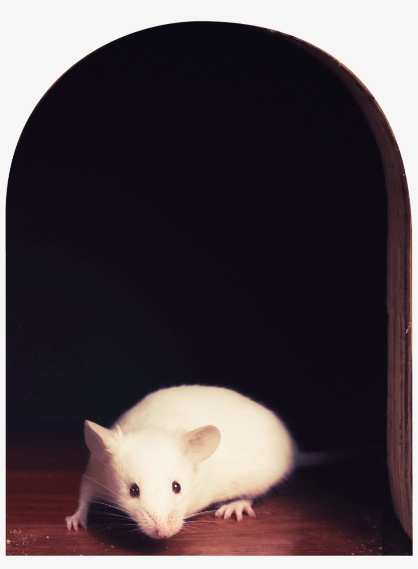 sticker trompe l oeil trou de souris et la souris blanche rat free transparent png download pngkey sticker trompe l oeil trou de souris et