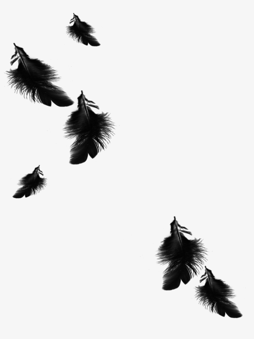 Mq Black Feather Feathers Floating Falling - Black Feathers Falling Png