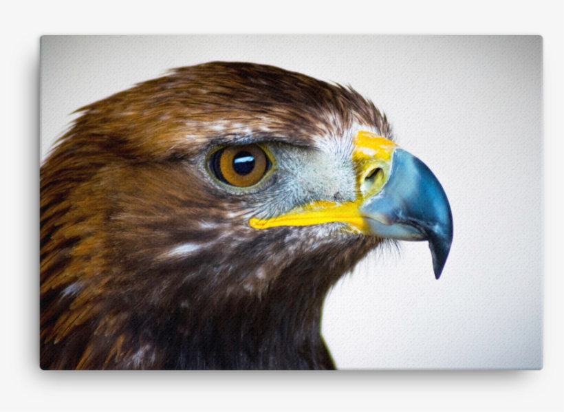 Golden Eagle Canvas - Paruh Burung Elang Dan Burung Hantu - Free ...