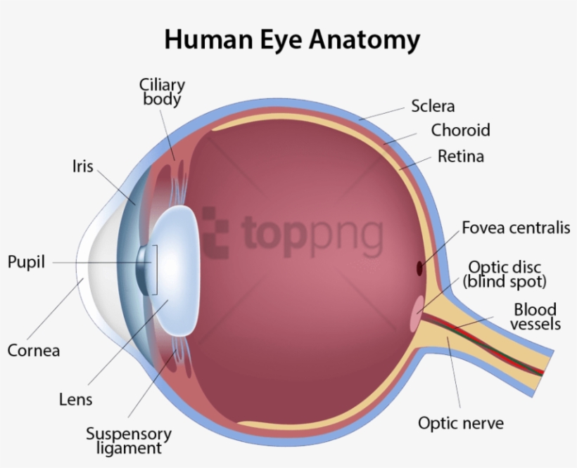 Free Png Structure Of The Eye Png Image With Transparent - Structure Of ...