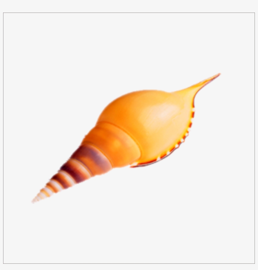 Seashell Sea Snail Transprent Png Free Download - 贝壳, transparent png #9880037
