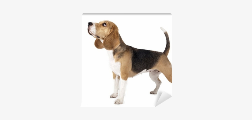 Dachshund Beagle Mix, transparent png #990521